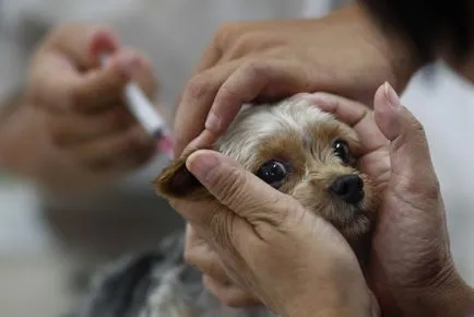 Bartonella kutyák jellemzői a betegség és a kezelés