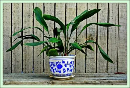 Aspidistra (aspidistra)