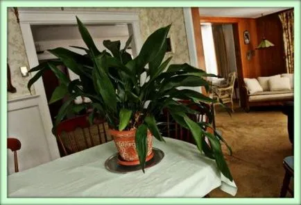 Aspidistra (aspidistra)