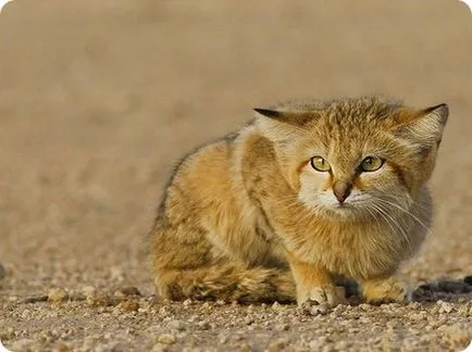 Barkhans macska (felis Margarita)