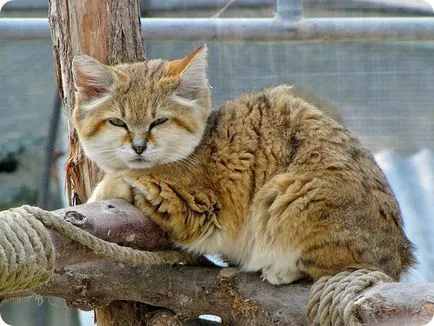 Barkhans macska (felis Margarita)