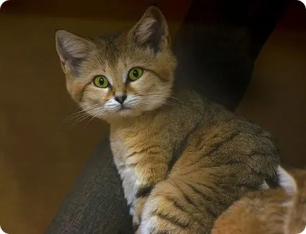 Barkhans macska (felis Margarita)