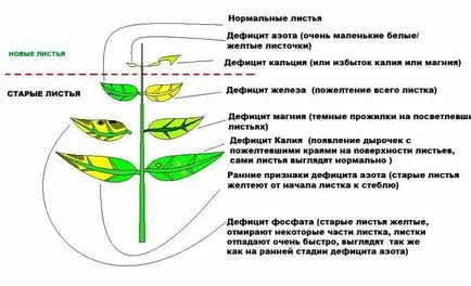 Заболявания на краставици листа