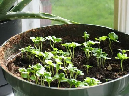 Cultivarea busuioc din semințe și de îngrijire suplimentară