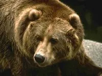 Кафява мечка, гризли (Ursus ARCTOS), районно описание резолюция цвят гризли тегловни глас сряда