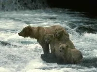 Brown Bear, grizzly (Ursus arctos), területi színfelbontásának leírás grizzly tömeg hangja szerda