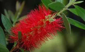 Лечител Callistemon - особено домашни грижи