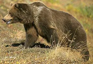 Кафява мечка, гризли (Ursus ARCTOS), районно описание резолюция цвят гризли тегловни глас сряда