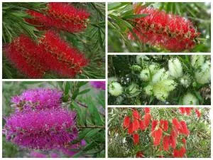 Лечител Callistemon - особено домашни грижи