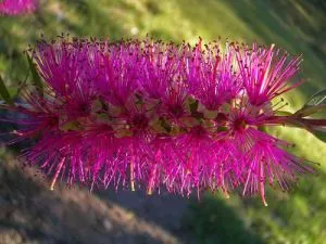 Лечител Callistemon - особено домашни грижи