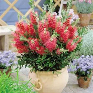 Лечител Callistemon - особено домашни грижи