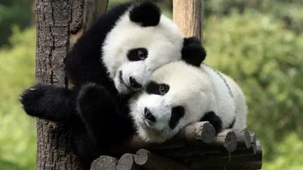 Panda uriaș (foto) - un nativ rar animal în Asia