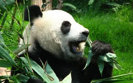 Panda uriaș (foto) - un nativ rar animal în Asia