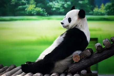 Panda uriaș (foto) - un nativ rar animal în Asia