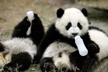 Panda uriaș (foto) - un nativ rar animal în Asia