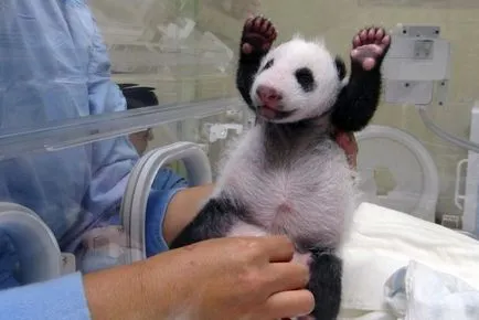 Panda uriaș (foto) - un nativ rar animal în Asia