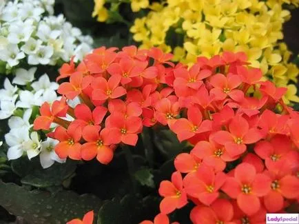 Fertilizat Kalanchoe Kalanchoe dacă pentru a fertiliza cum se face