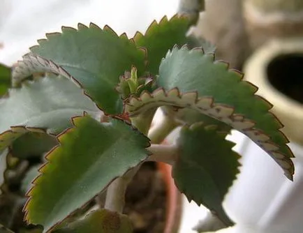 A megtermékenyített Kalanchoe Kalanchoe e megtermékenyíteni, hogyan kell csinálni