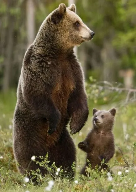 Mi a különbség a barna medve grizzly - mindent tudni!