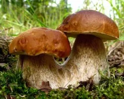 Ce înseamnă a colecta curbe într-un vis chanterelles, CEPS