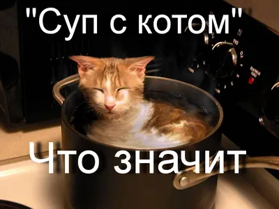 Ce înseamnă - o supă cu o pisică
