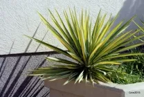 Yucca видове цветя и видове име, снимка, korotkolistnaya, aloelistnaya, хубаво, Ага Малек,