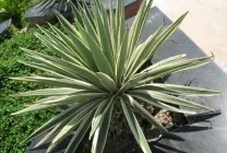 Yucca видове цветя и видове име, снимка, korotkolistnaya, aloelistnaya, хубаво, Ага Малек,