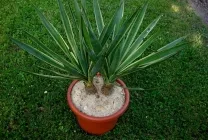 Yucca soiuri de flori și specii de nume, fotografie, korotkolistnaya, aloelistnaya, frumos, Agha Malek,