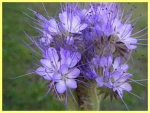 Phacelia virág általános leírás és a fajok fotók, jellemzői a termesztés és karbantartás, közüzemi