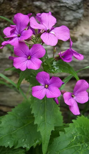 Flori gesperis fotografie și cultivare