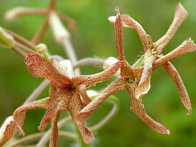 Цветя gesperis снимка и отглеждане