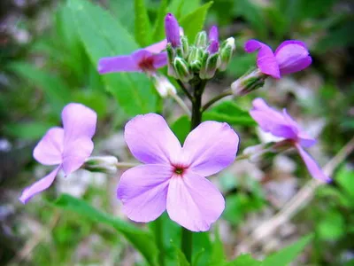 Цветя gesperis снимка и отглеждане