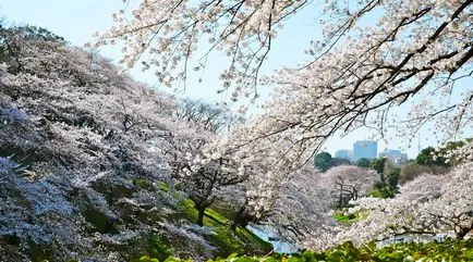 flori de cires din Japonia - cele mai bune locuri pentru admirarea (foto și video)