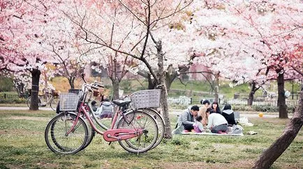 flori de cires din Japonia