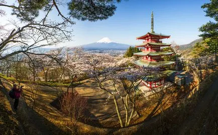 flori de cires din Japonia - cele mai bune locuri pentru admirarea (foto și video)