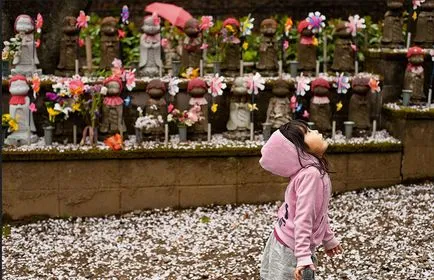 Cseresznye virágok Japánban