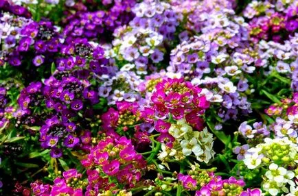 Цветя Alyssum (50 снимки) засаждане, отглеждане, грижи