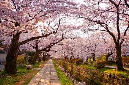 flori de cires din Japonia - cele mai bune locuri pentru admirarea (foto și video)