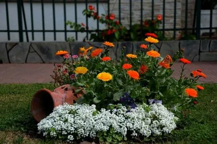 Flori Alyssum (50 poze) plantare, cultivare, îngrijire