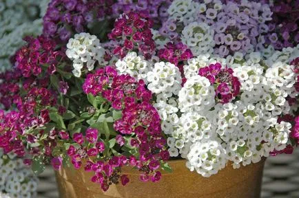 Flori Alyssum (50 poze) plantare, cultivare, îngrijire