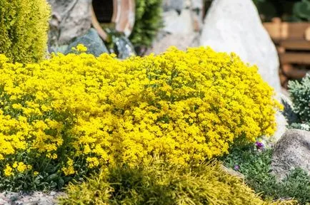 Flori Alyssum (50 poze) plantare, cultivare, îngrijire