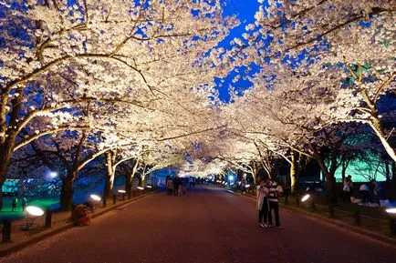 flori de cires din Japonia - cele mai bune locuri pentru admirarea (foto și video)