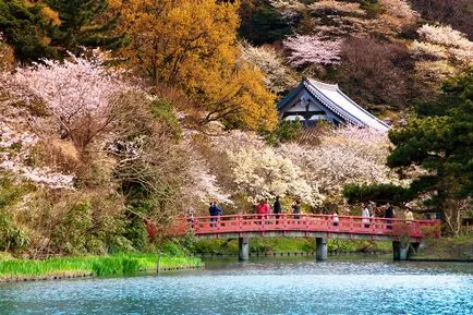 flori de cires din Japonia - cele mai bune locuri pentru admirarea (foto și video)