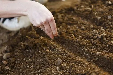 Цветя Alyssum (50 снимки) засаждане, отглеждане, грижи