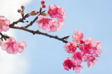 Cseresznye virágok Japánban