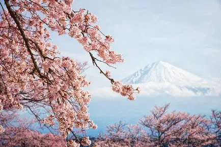 Cseresznye virágok Japánban - a legjobb hely a csodáló (fotó és videó)