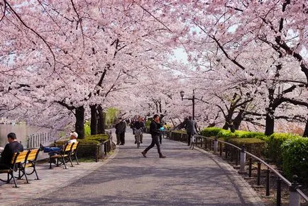 Cseresznye virágok Japánban - a legjobb hely a csodáló (fotó és videó)