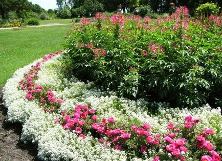 Flori Alyssum (50 poze) plantare, cultivare, îngrijire