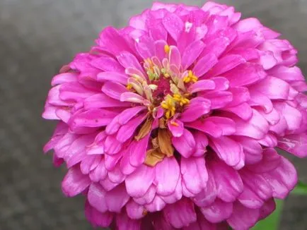 Zinnias (Majors) caracteristici ale cultivării