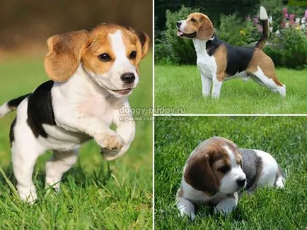 Datalife motor imprimabile versiunea standard de Beagle catelus rasa, educație și hrănire, fotografii și preț